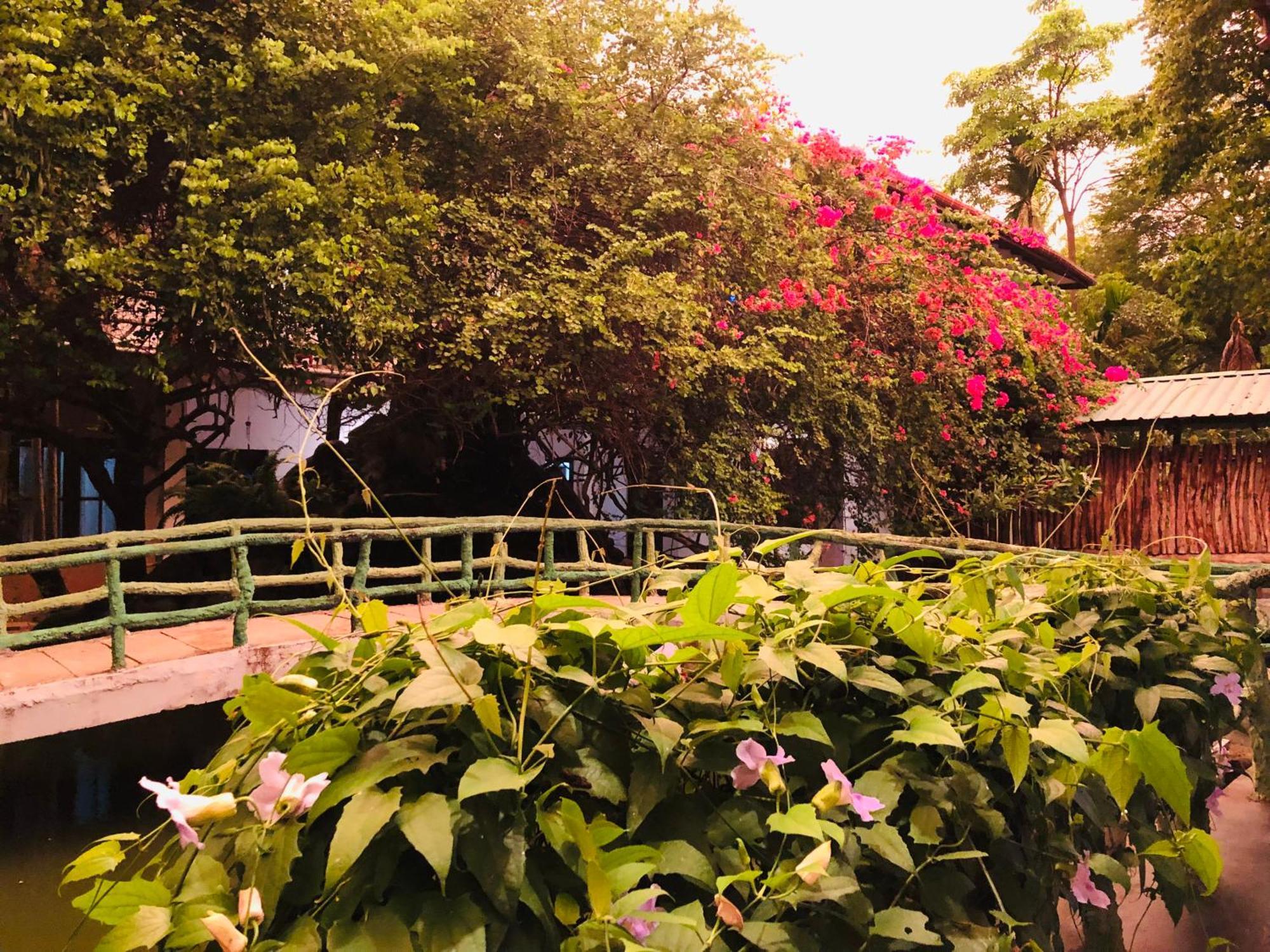 Hotel Hungry Lion Sigiriya Exterior foto